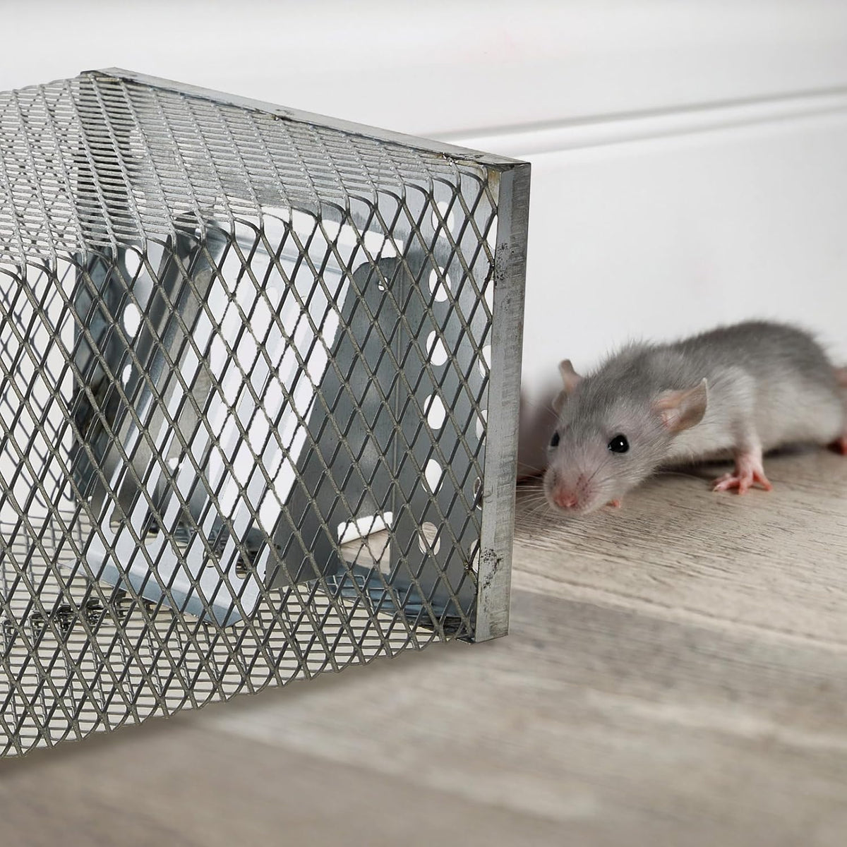 Diervriendelijke Knaagdierenval Voor Veilig En Herbruikbaar Vangen