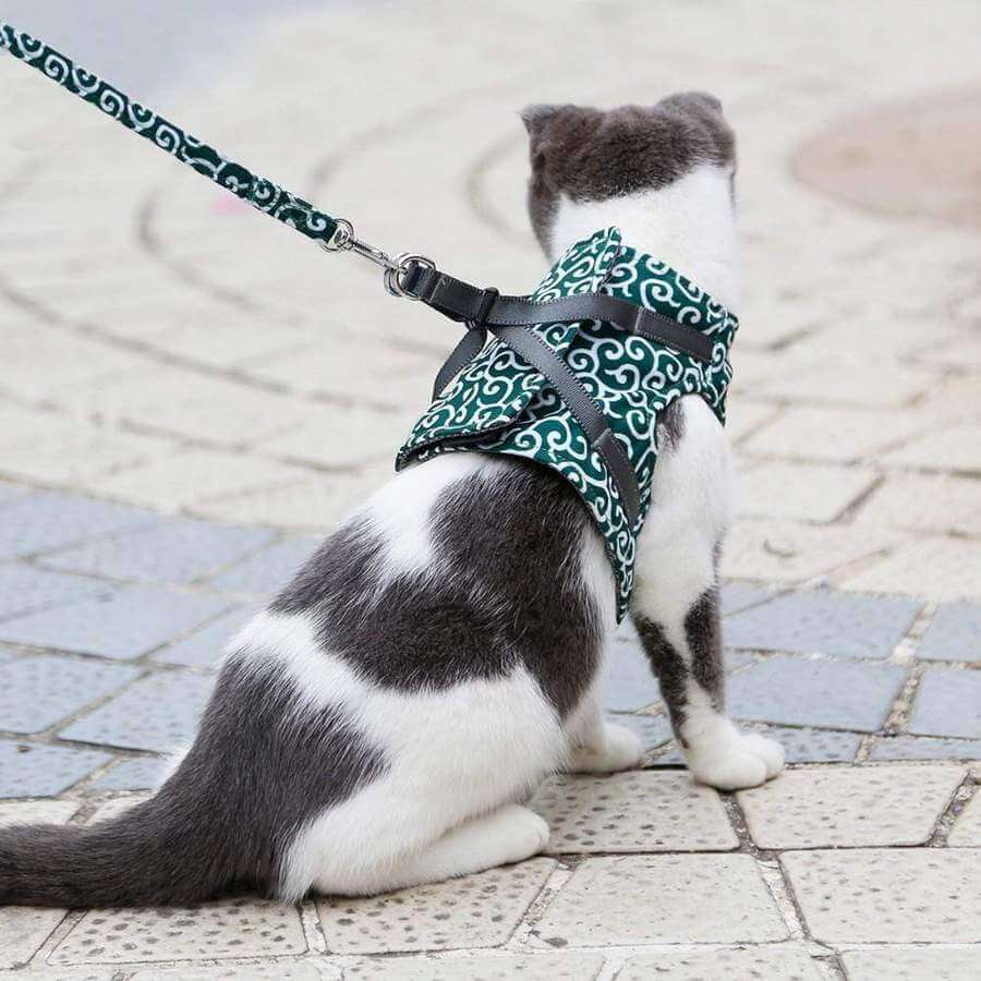 Comfortabel Kattenharnas Met Ademend Vest En Riem